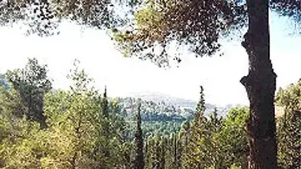 יער במערב ירושלים (צילום: אתר הקק"ל) יער במערב ירושלים (צילום: אתר הקק"ל)