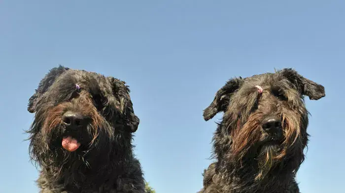 שני כלבים מגזע בובייה דה פלאנדר שני כלבים מגזע בובייה דה פלאנדר