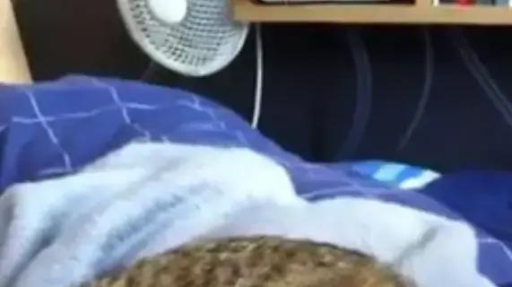 חתול ישן על הראש חתול ישן על הראש