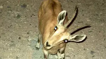 במבי קטן תופס פוזה מול המצלמות בדרום הארץ (צילום איתן בירן)