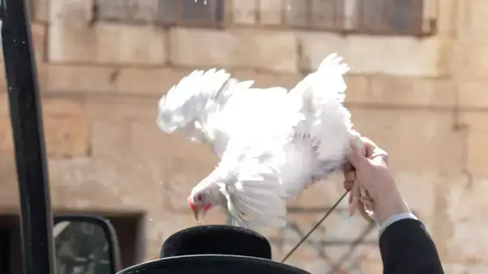 מנהג כפרות בירושלים, אוקטובר 2011
