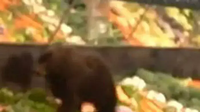צילום חובבים של גור דובים שנכנס ועשה בלגן בסופרמרקט, אלסקה צילום חובבים של גור דובים שנכנס ועשה בלגן בסופרמרקט, אלסקה