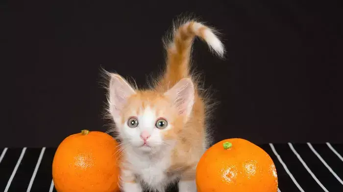 חתול מנצ'קין ג'ינג'י ושני תפוזים חתול מנצ'קין ג'ינג'י ושני תפוזים