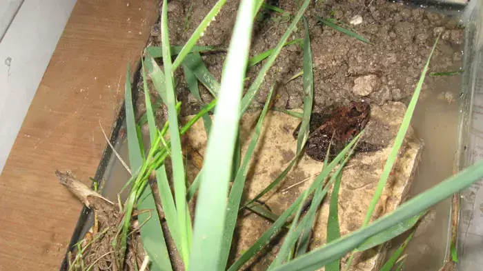 עגולשון שחור גחון צפרדע נכחדת בעמק החולה , נובמבר 2011 עגולשון שחור גחון צפרדע נכחדת בעמק החולה , נובמבר 2011