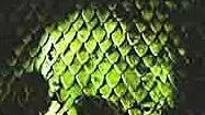 כרזת הסרט Anacondas The Hunt for the Blood Orchid 