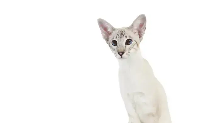 חתול לבן