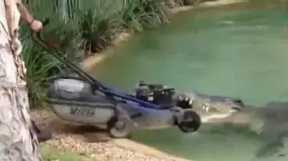 מתוך סרטון יוטיוב בו נראה אלביס, קרוקודיל בפארק הזוחלים ליד סידני שבאוסטרליה, חוטף מכסחת דשא מתוך סרטון יוטיוב בו נראה אלביס, קרוקודיל בפארק הזוחלים ליד סידני שבאוסטרליה, חוטף מכסחת דשא