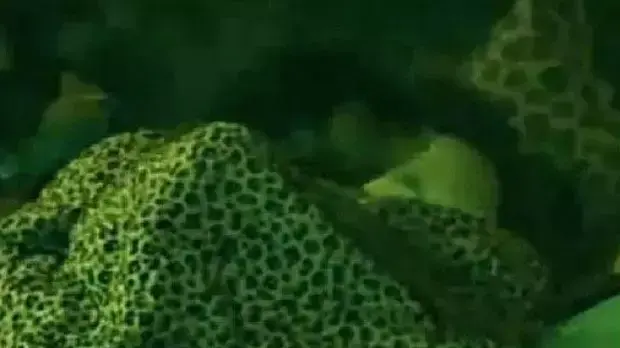 מוניק מ"האח הגדול" ברזיל מוניק מ"האח הגדול" ברזיל