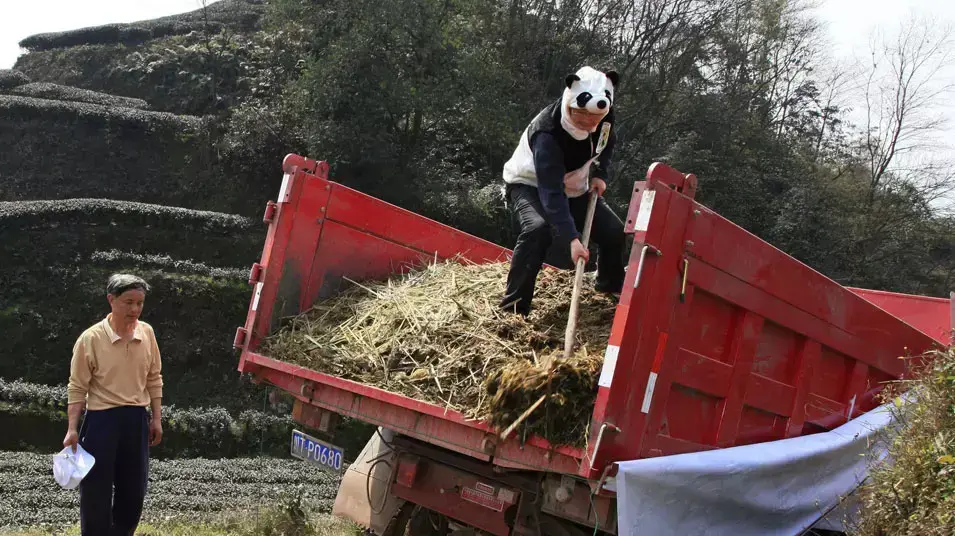 פועל מדשן שדה תה בצואת פנדה באזור יא'אן שבמחוז מחוז סצ'ואן, סין, 17 במרץ 2012 פועל מדשן שדה תה בצואת פנדה באזור יא'אן שבמחוז מחוז סצ'ואן, סין, 17 במרץ 2012