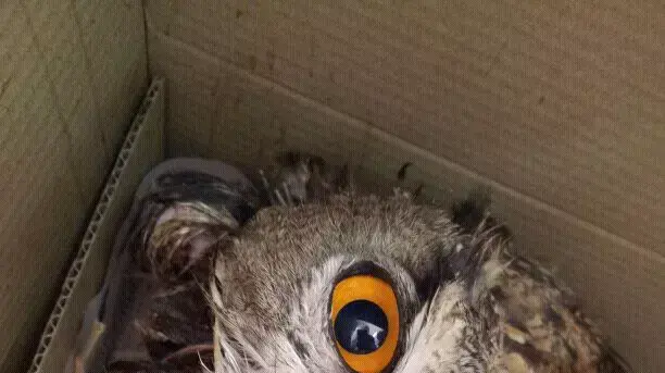 אנשי ההתנחלות עלי חילצו ינשוף שנלכד במעיין עין עוז, אוגוסט 2012 אנשי ההתנחלות עלי חילצו ינשוף שנלכד במעיין עין עוז, אוגוסט 2012
