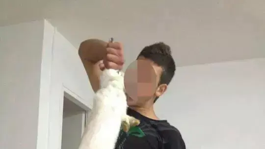התעללות בבעלי חיים, בחור מחזיר ארנב מהאוזניים, אוגוסט 2012 התעללות בבעלי חיים, בחור מחזיר ארנב מהאוזניים, אוגוסט 2012