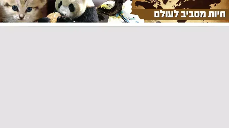 חיות מסביב לעולם מצעד פלאש חיות מסביב לעולם מצעד פלאש