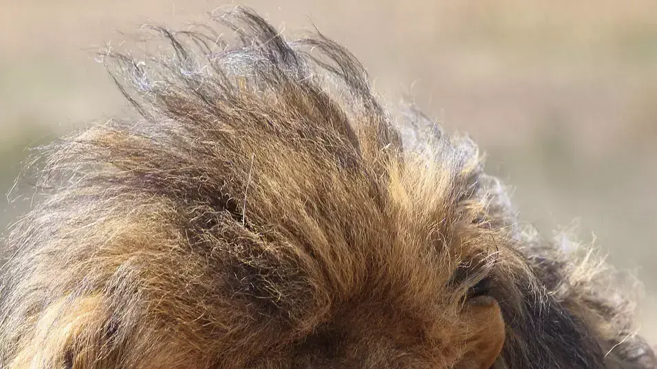 מלך האריות מלך האריות