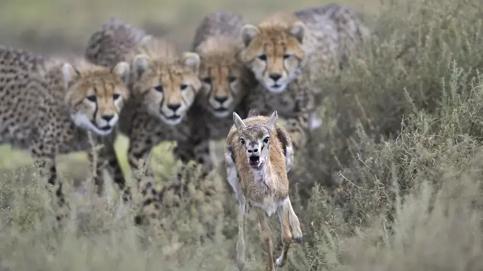 ברדלסים נקודים צ'יטות צדים עופר צבי תומסון בסרנגטי, טנזניה ברדלסים נקודים צ'יטות צדים עופר צבי תומסון בסרנגטי, טנזניה