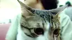 החתול האידאלי