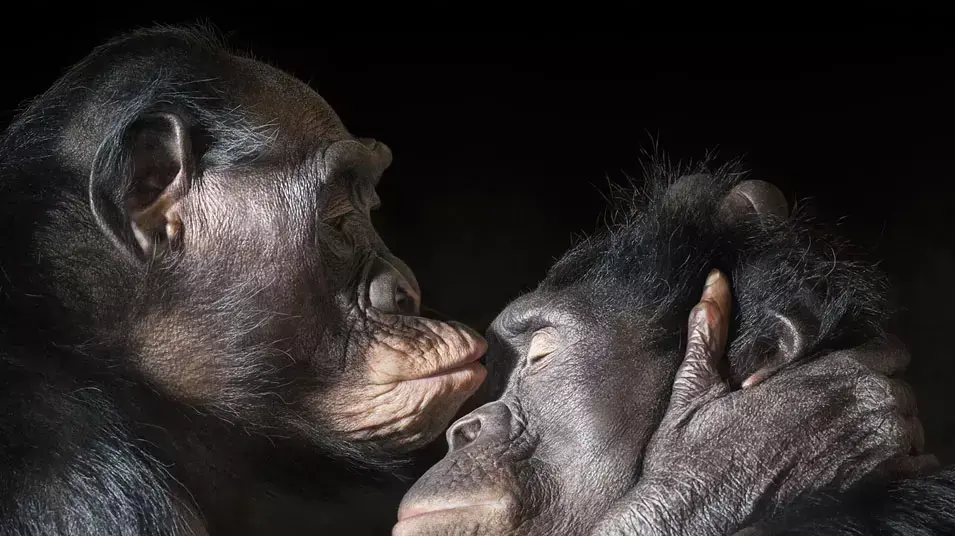 סדרת צילומים more than human סדרת צילומים more than human