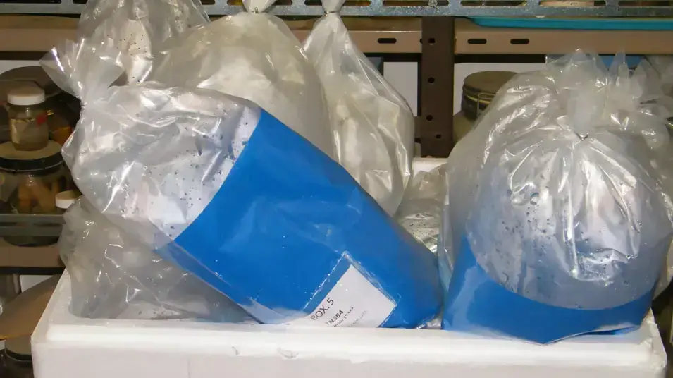 פקחי משרד החקלאות תפסו הברחה של דגי נוי בנתב"ג, ינואר 2013 פקחי משרד החקלאות תפסו הברחה של דגי נוי בנתב"ג, ינואר 2013