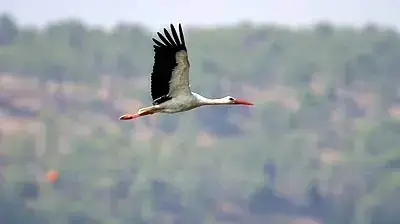 חסידה לבנה ( צילום : הדורם שיריחי החברה להגנת הטבע ) חסידה לבנה ( צילום : הדורם שיריחי החברה להגנת הטבע )