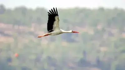 חסידה ( הדורם שירחי החברה להגנת הטבע ) חסידה ( הדורם שירחי החברה להגנת הטבע )