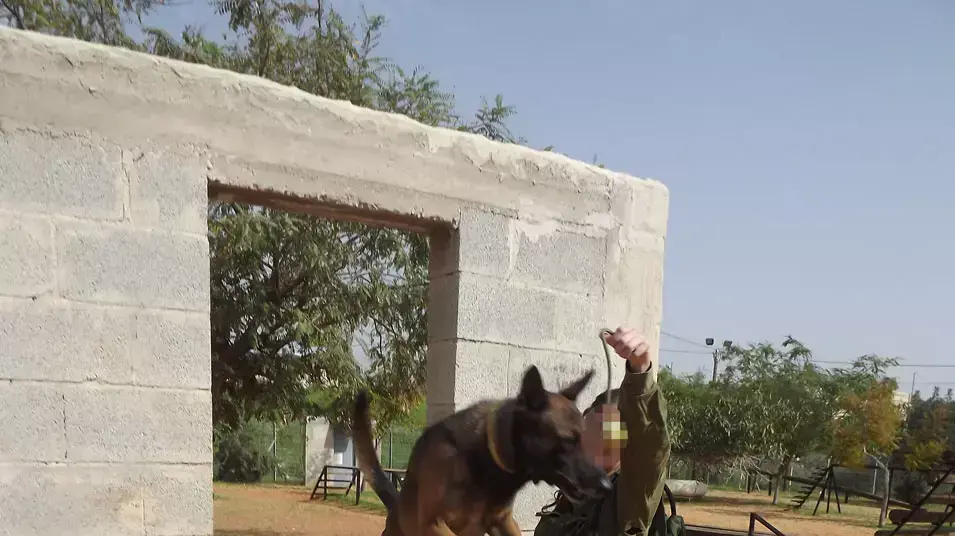 כלבניות ביחידת עוקץ כלבניות ביחידת עוקץ