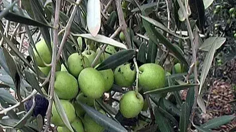 זיתים ממושב טל שחר זיתים ממושב טל שחר