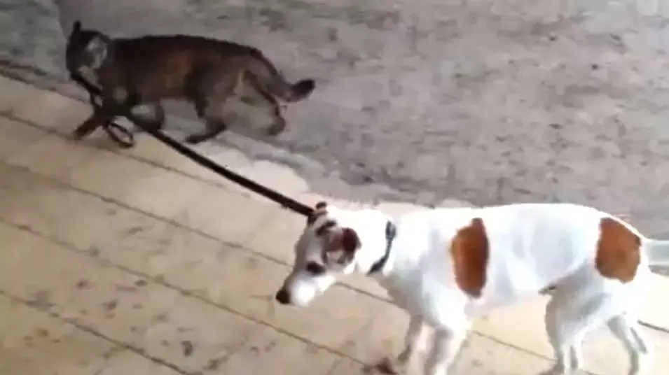 היוטיוב היומי חתול מושך כלב ברצועה היוטיוב היומי חתול מושך כלב ברצועה