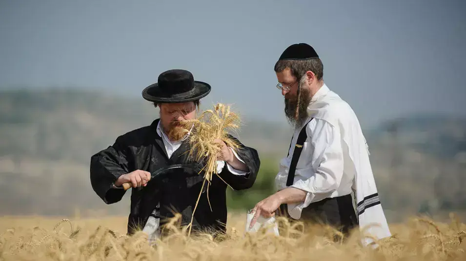 חרדים קוצרים את החיטים סמוך לישוב מבוא חורון חרדים קוצרים את החיטים סמוך לישוב מבוא חורון