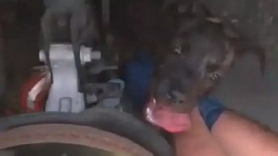 חילוץ כלב שנלכד במנוע של רכב חילוץ כלב שנלכד במנוע של רכב