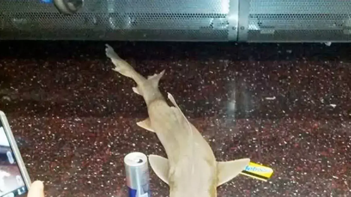 כריש מת שנמצא ברכבת התחתית של ניו יורק. אוגוסט 2013 כריש מת שנמצא ברכבת התחתית של ניו יורק. אוגוסט 2013