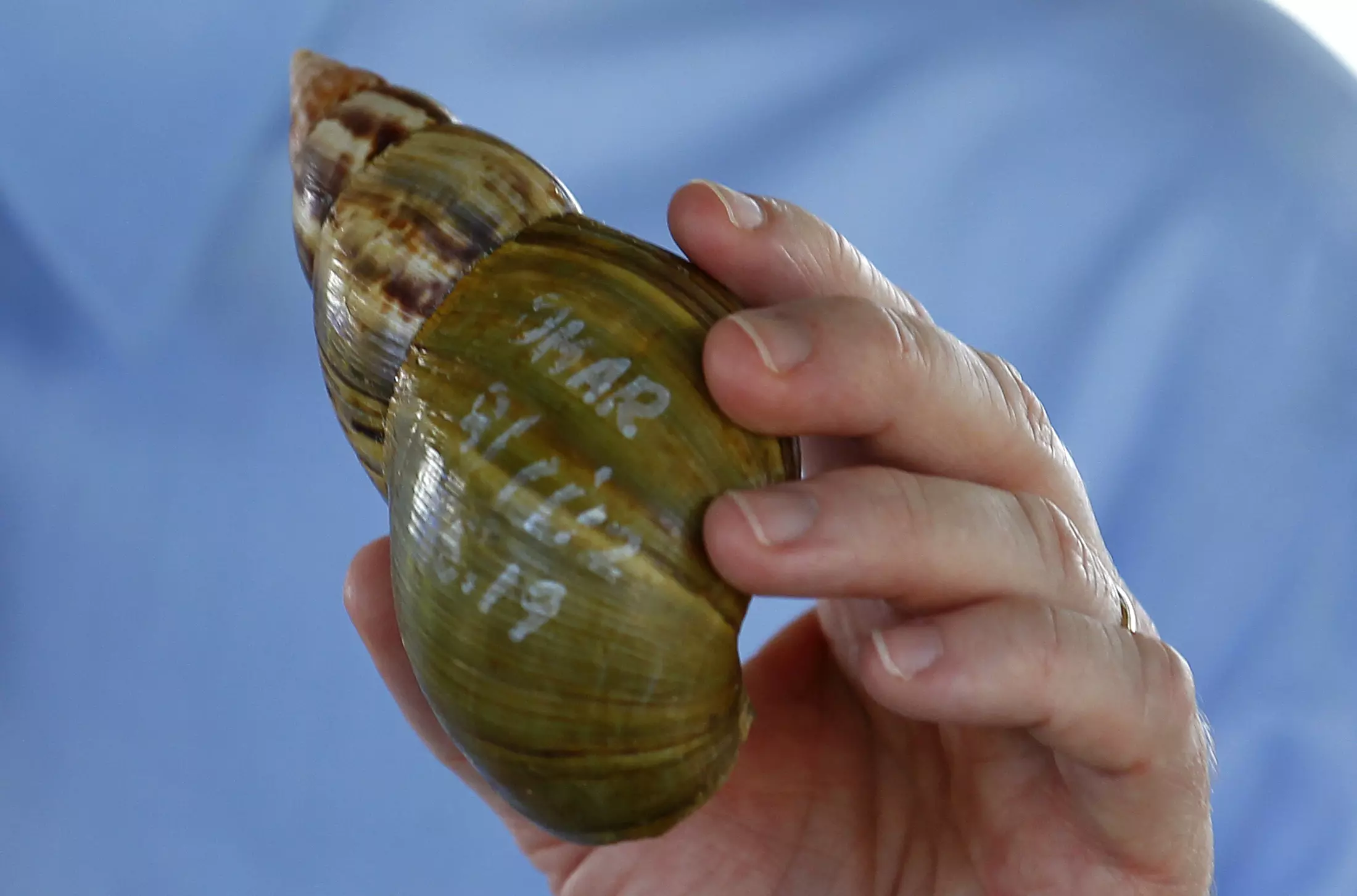 חילזון אפריקני ענק, אוגוסט 2013 חילזון אפריקני ענק, אוגוסט 2013