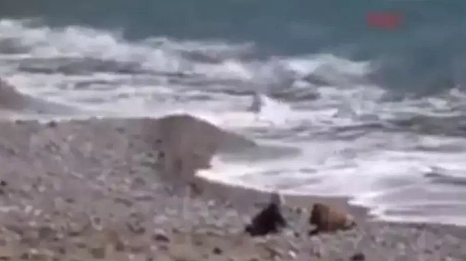 כלב מציל תינוק מטביעה בים כלב מציל תינוק מטביעה בים