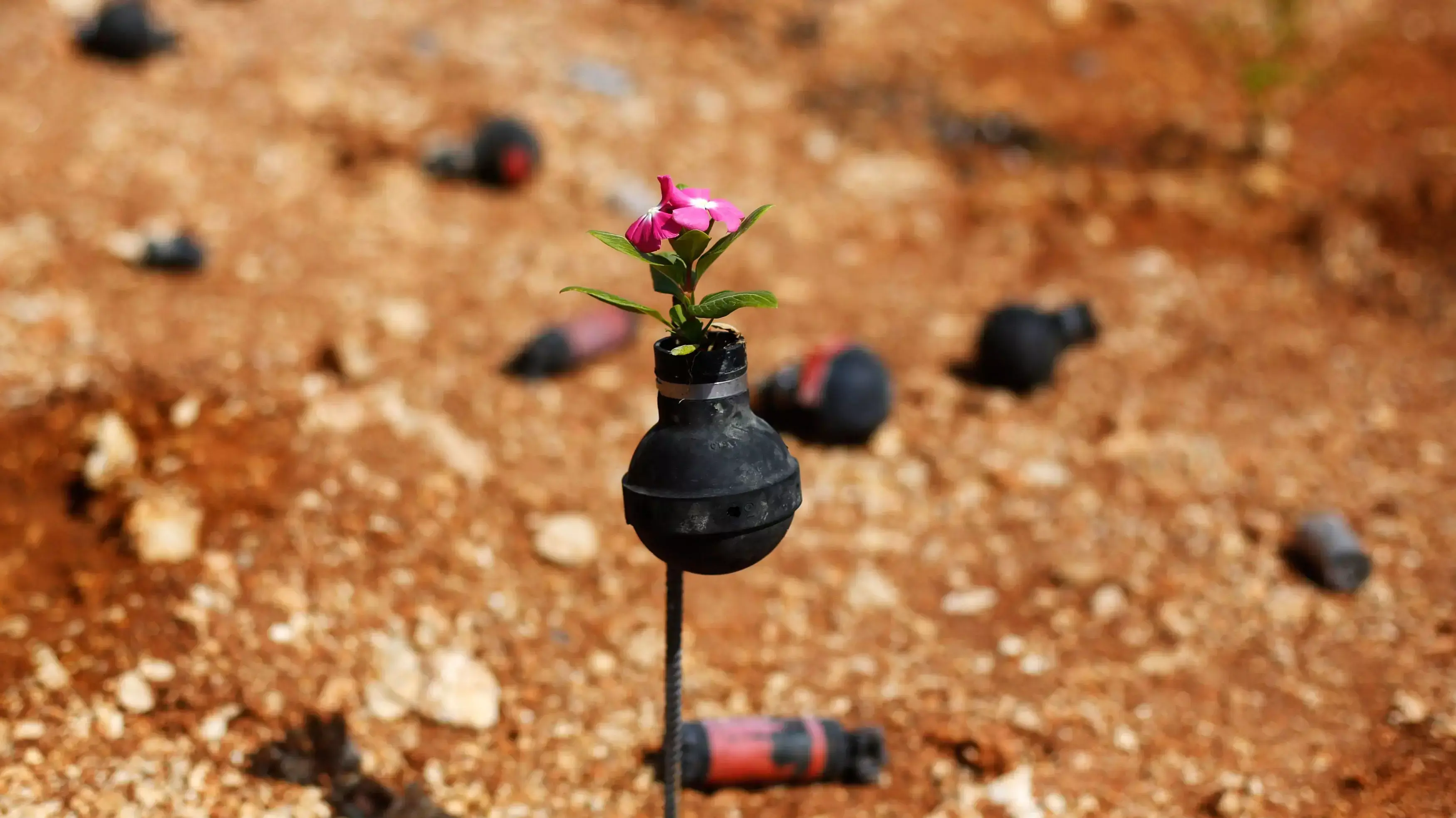 גן רימונים, בילעין, אוקטובר 2013 גן רימונים, בילעין, אוקטובר 2013