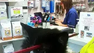 החתול מו מו מניו זילנד שהתקע על עץ לאחר שחץ פילח את ראשו וניצל החתול מו מו מניו זילנד שהתקע על עץ לאחר שחץ פילח את ראשו וניצל
