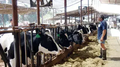 פרות ועגלים במשק החלב של כפר יהושע בעמק יזרעאל (נגה משל) פרות ועגלים במשק החלב של כפר יהושע בעמק יזרעאל (נגה משל)