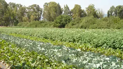 גידולי ירקות אורגניים בשדות בכפר יהושע עמק יזרעאל (נגה משל) גידולי ירקות אורגניים בשדות בכפר יהושע עמק יזרעאל (נגה משל)