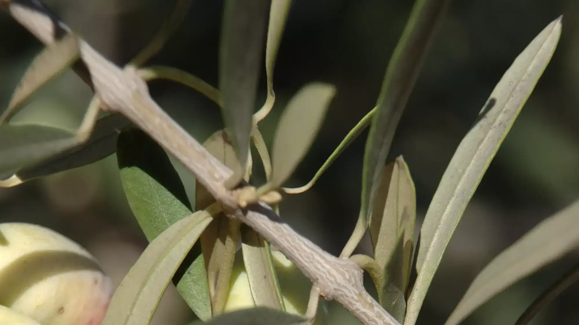 זיתי ברנע גשור זיתי ברנע גשור