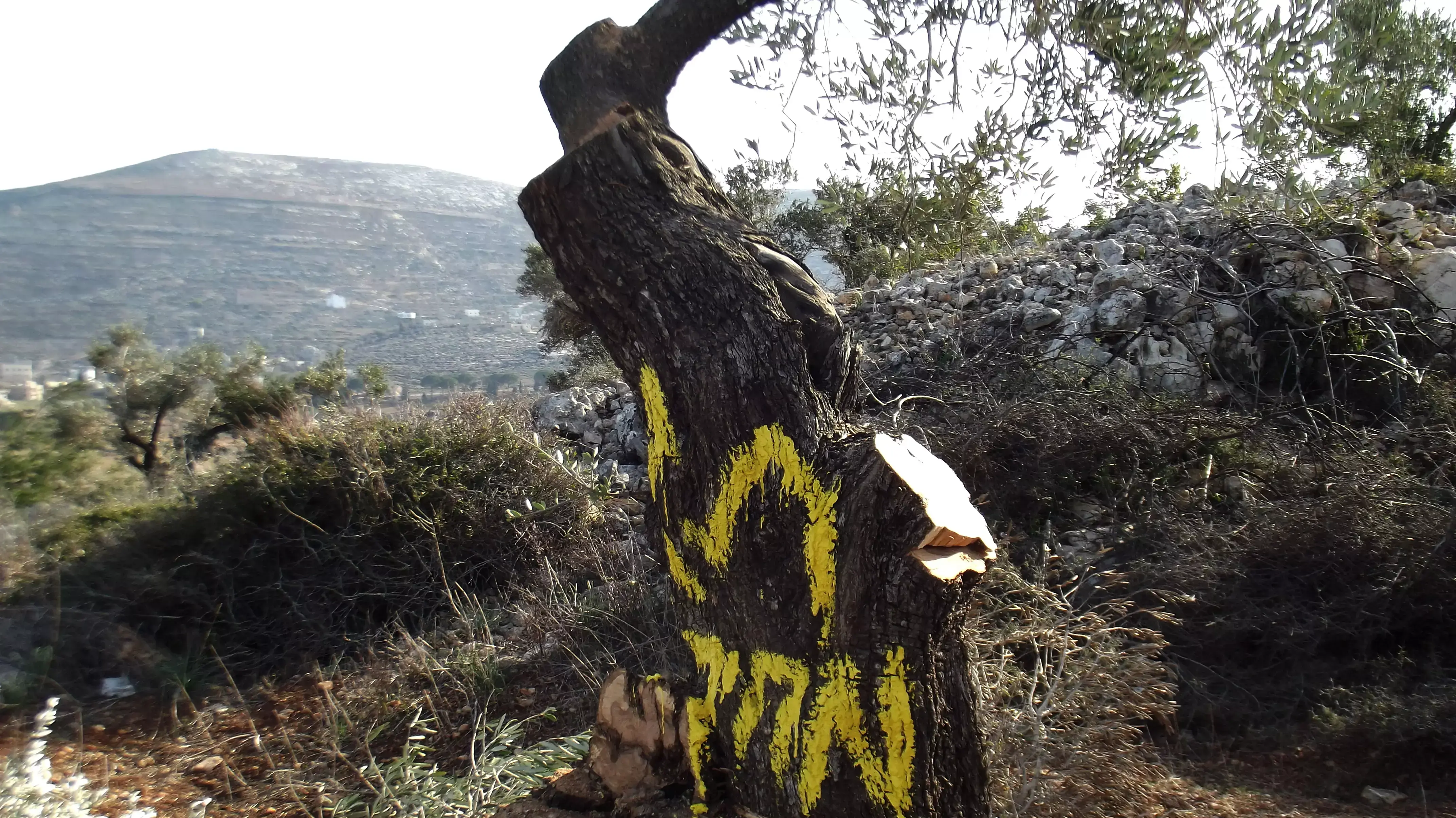 עצי זית שעל פי החשד של תושבי התנחלות עלי נכרתו ורוססו על ידי פלסטינים כדי להפליל אנשי ימין. ינואר 2014 עצי זית שעל פי החשד של תושבי התנחלות עלי נכרתו ורוססו על ידי פלסטינים כדי להפליל אנשי ימין. ינואר 2014