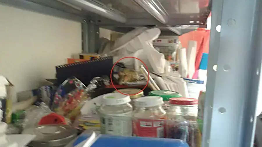 מכת עכברושים באשכול גני הילדים בפארק צמרת בצפון תל אביב, ינואר 2014 מכת עכברושים באשכול גני הילדים בפארק צמרת בצפון תל אביב, ינואר 2014