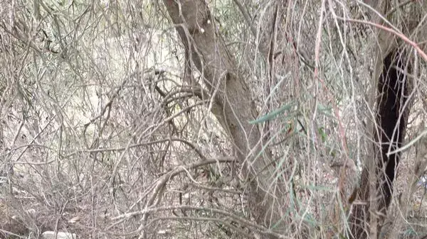 אם חשודה שקברה את תינוקה באזור הנגב, מרץ 2014