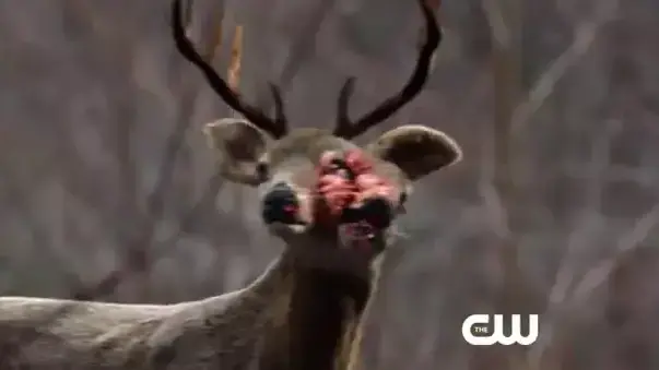 the 100 the 100