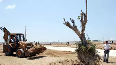 העתקת 500 עצים מישובים שונים בארץ ונטיעתם מחדש בישוב ניצן (קקל) העתקת 500 עצים מישובים שונים בארץ ונטיעתם מחדש בישוב ניצן (קקל)