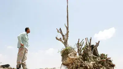 העתקת 500 עצים מישובים שונים בארץ ונטיעתם מחדש בישוב ניצן (קקל) העתקת 500 עצים מישובים שונים בארץ ונטיעתם מחדש בישוב ניצן (קקל)