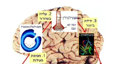 מנגון פעולה חדש לתרופות לאלצהיימר מנגון פעולה חדש לתרופות לאלצהיימר