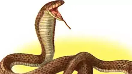 נחש קוברה נחש קוברה