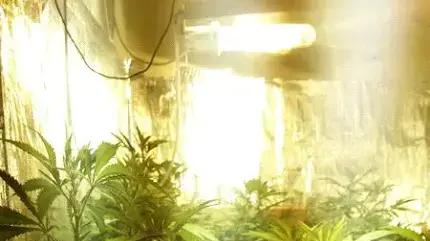 בלשי משטרת נתניה עצרו חשוד בהפעלת מעבדת הידרו בגן ילדים ברעננה 22 במאי 2014. בלשי משטרת נתניה עצרו חשוד בהפעלת מעבדת הידרו בגן ילדים ברעננה 22 במאי 2014.