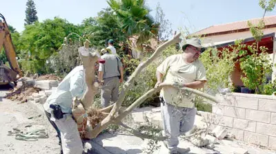 קקל מסייעת להיתנתקות עצים בגוש קטיף ( קקל ) קקל מסייעת להיתנתקות עצים בגוש קטיף ( קקל )