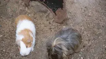 guinea pig guinea pig