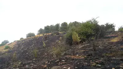 ואנדליזם ביערות קקל (קקל) ואנדליזם ביערות קקל (קקל)