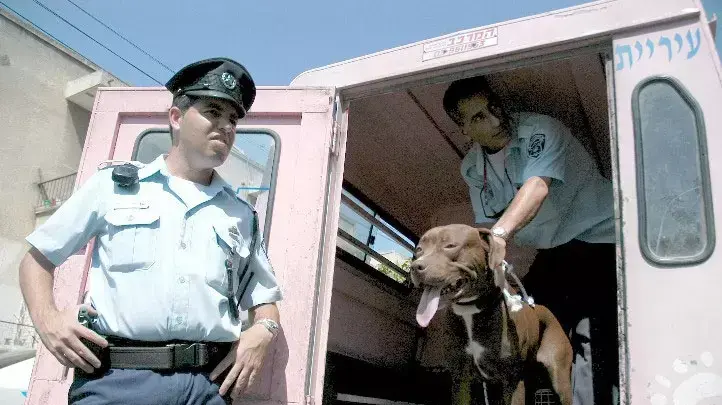 כלב פיטבול שנשך אדם בתל אביב(צילום: אמיר מורל - לשכת דוברות משטרת מחוז ת"א) כלב פיטבול שנשך אדם בתל אביב(צילום: אמיר מורל - לשכת דוברות משטרת מחוז ת"א)