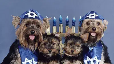 שנה טובה כלב כלבים שנה טובה כלב כלבים